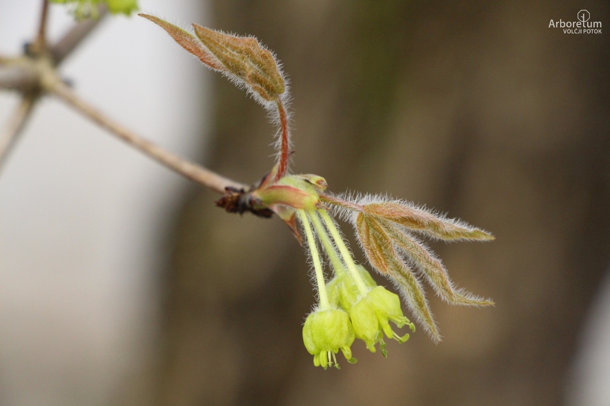 C-4-77_Acer triflorum_c6