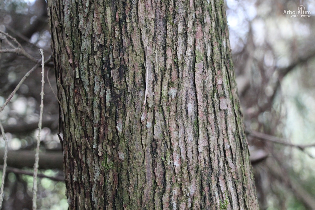 D-3-33_Thuja occidentalis ‘Filiformis’_d