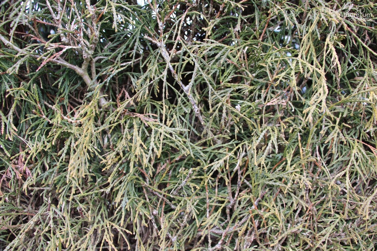 D-3-33_Thuja occidentalis ‘Filiformis’_v