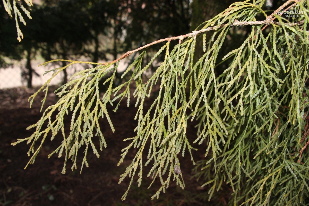 D-3-33_Thuja occidentalis ‘Filiformis’_v3