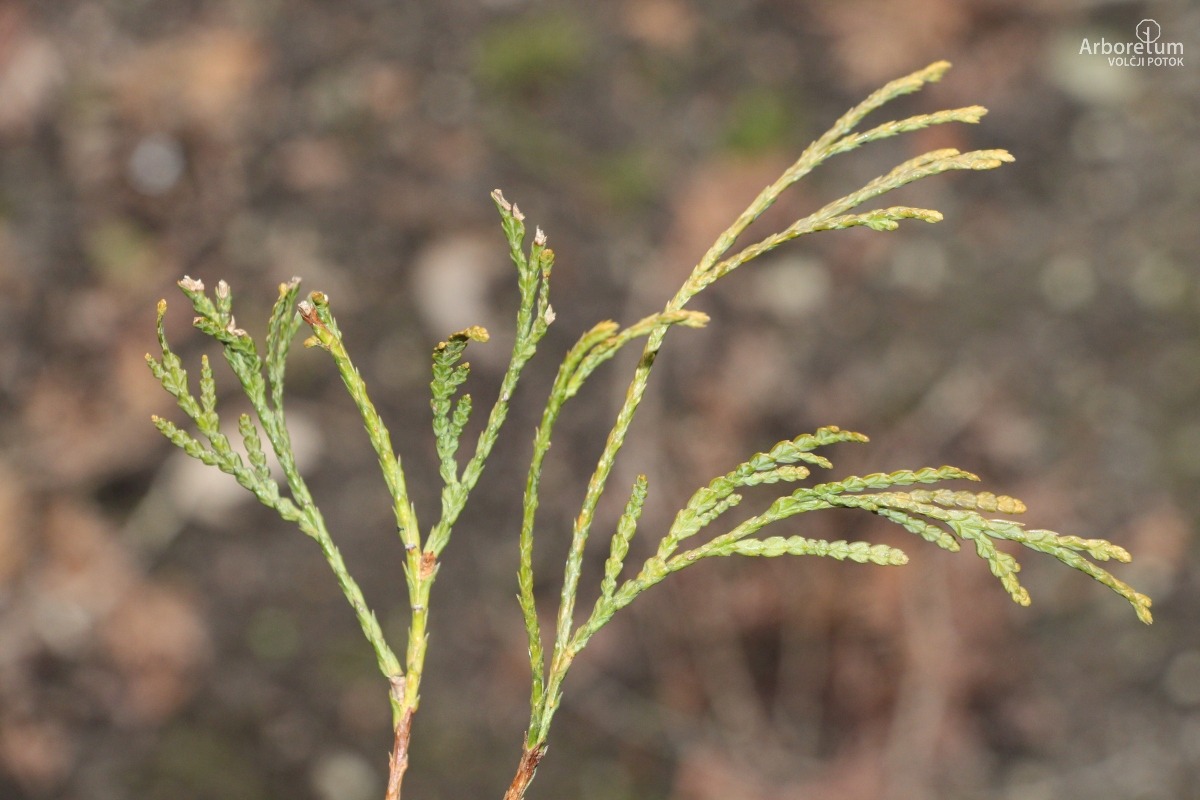 D-3-33_Thuja occidentalis ‘Filiformis’_v4