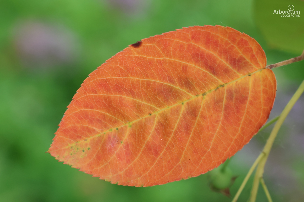 E-3-101_Amelanchier ovalis_l