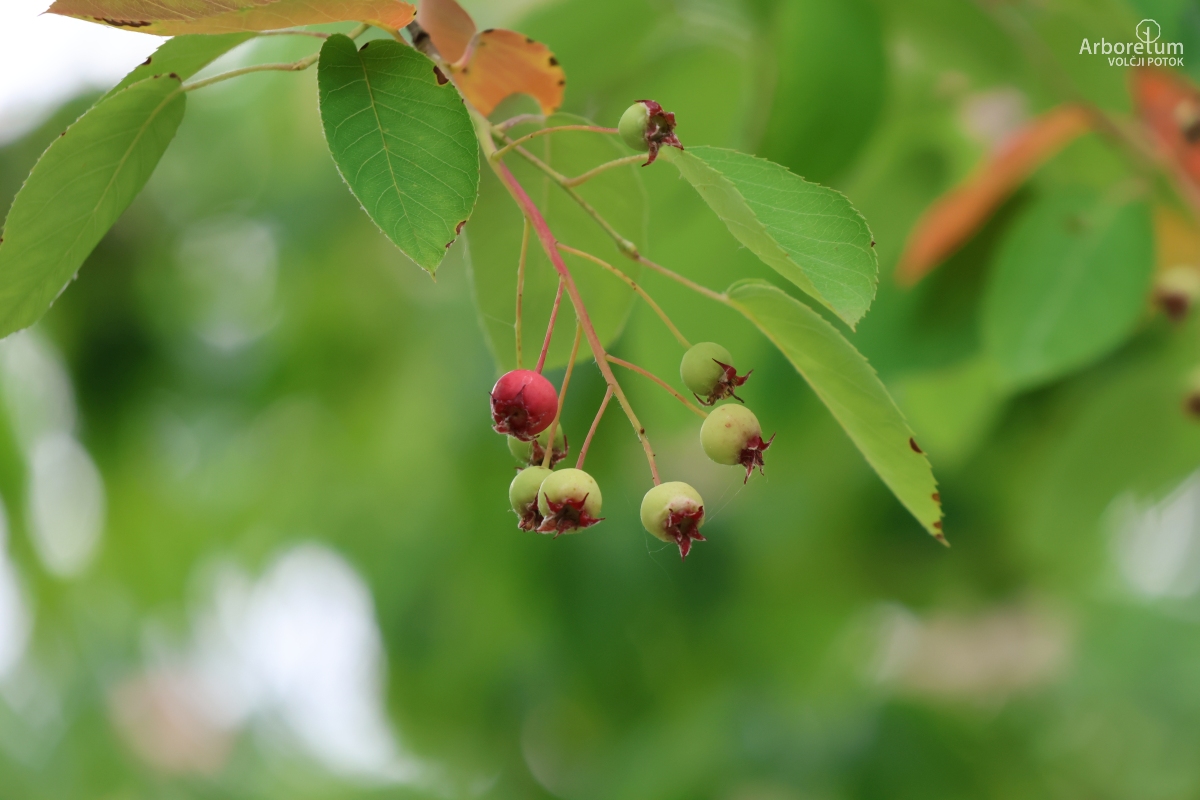 E-3-101_Amelanchier ovalis_p