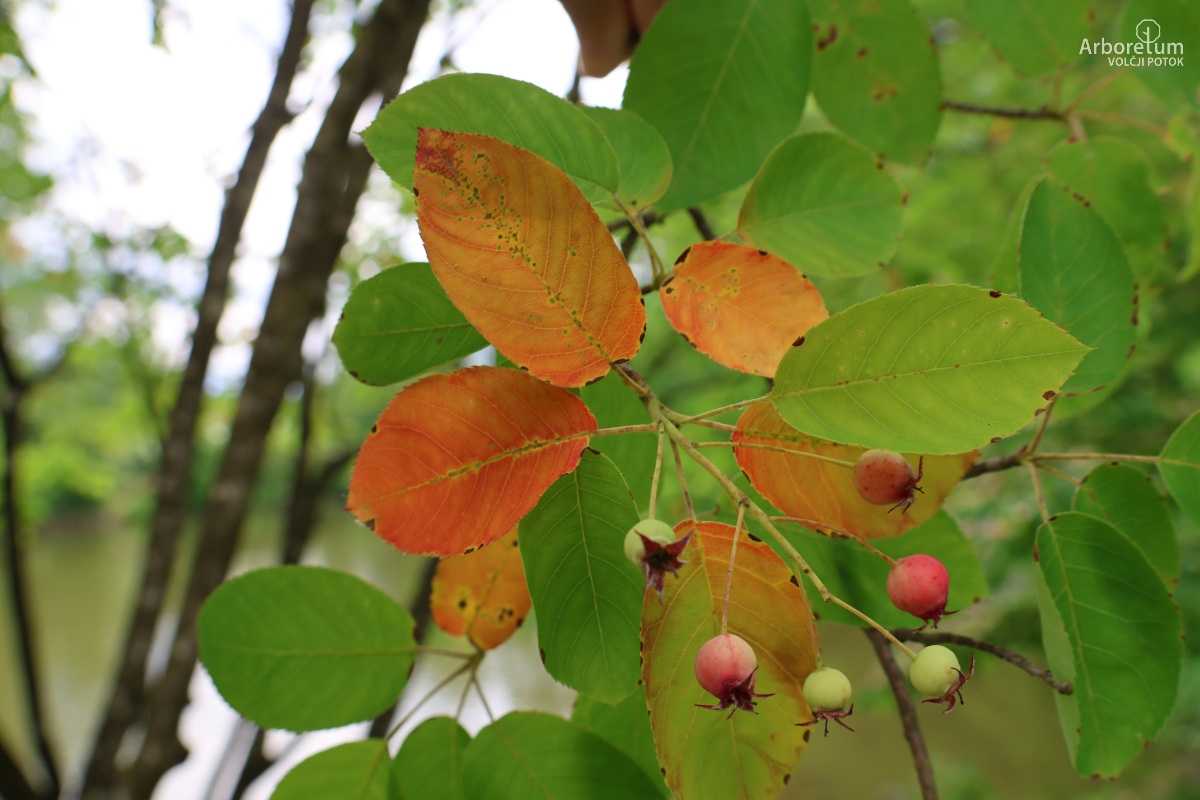 E-3-101_Amelanchier ovalis_p3