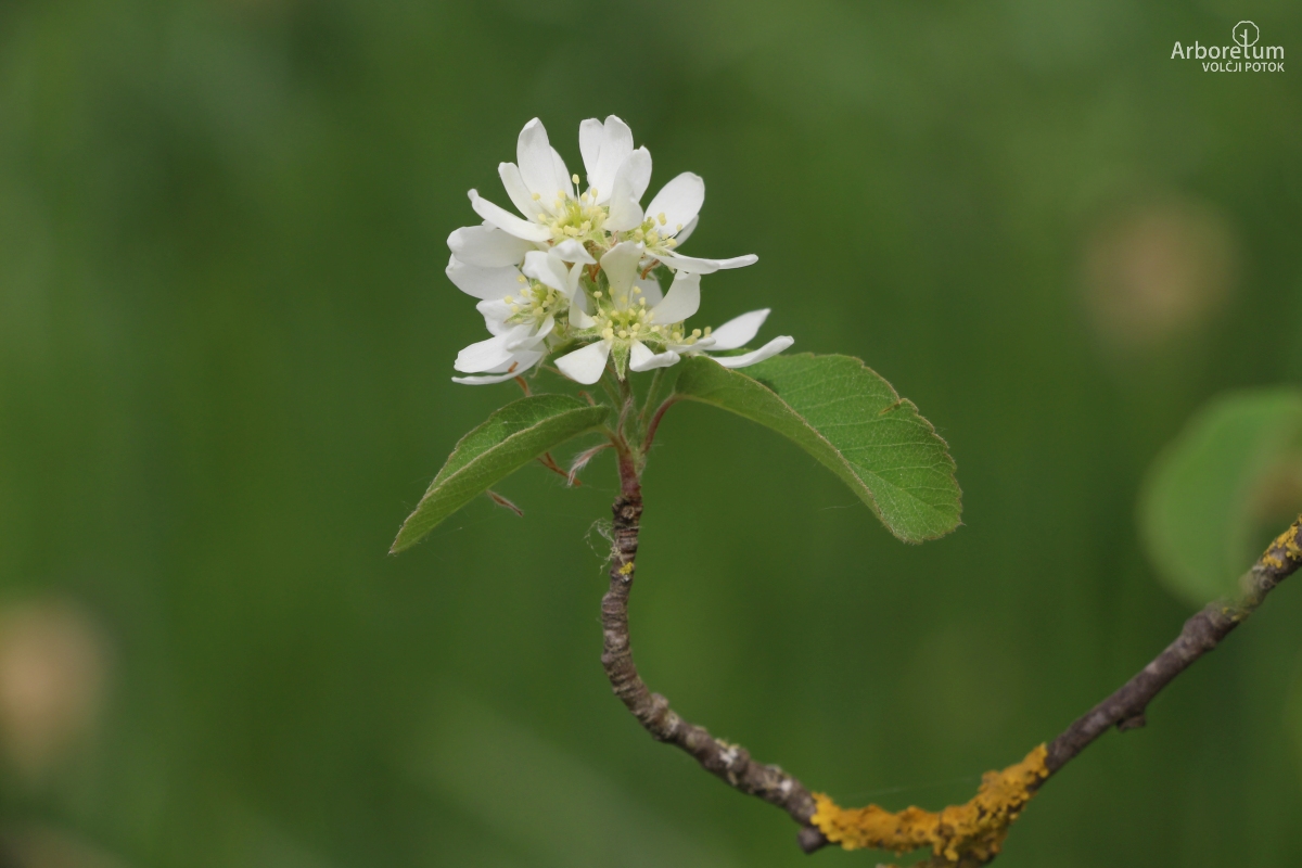 K-1-10_Amelanchier alnifolia ‘Obelisk’_c5