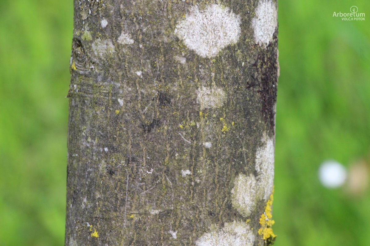K-1-10_Amelanchier alnifolia ‘Obelisk’_d5