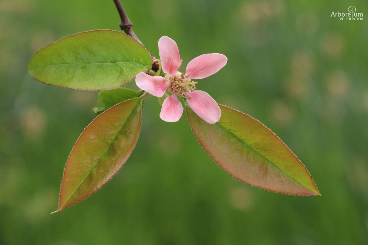 K-1-16_Pseudocydonia sinensis_c5