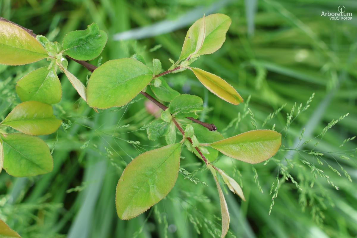 K-1-16_Pseudocydonia sinensis_v