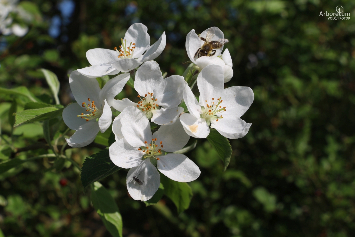 L-3-45_Malus ‘Hyslop’_c11
