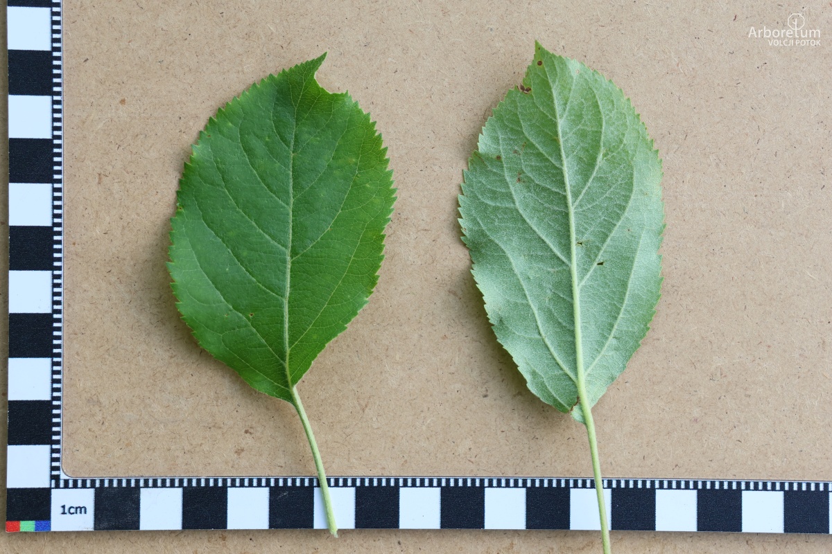 L-3-46_Malus ‘Hyslop’_l5