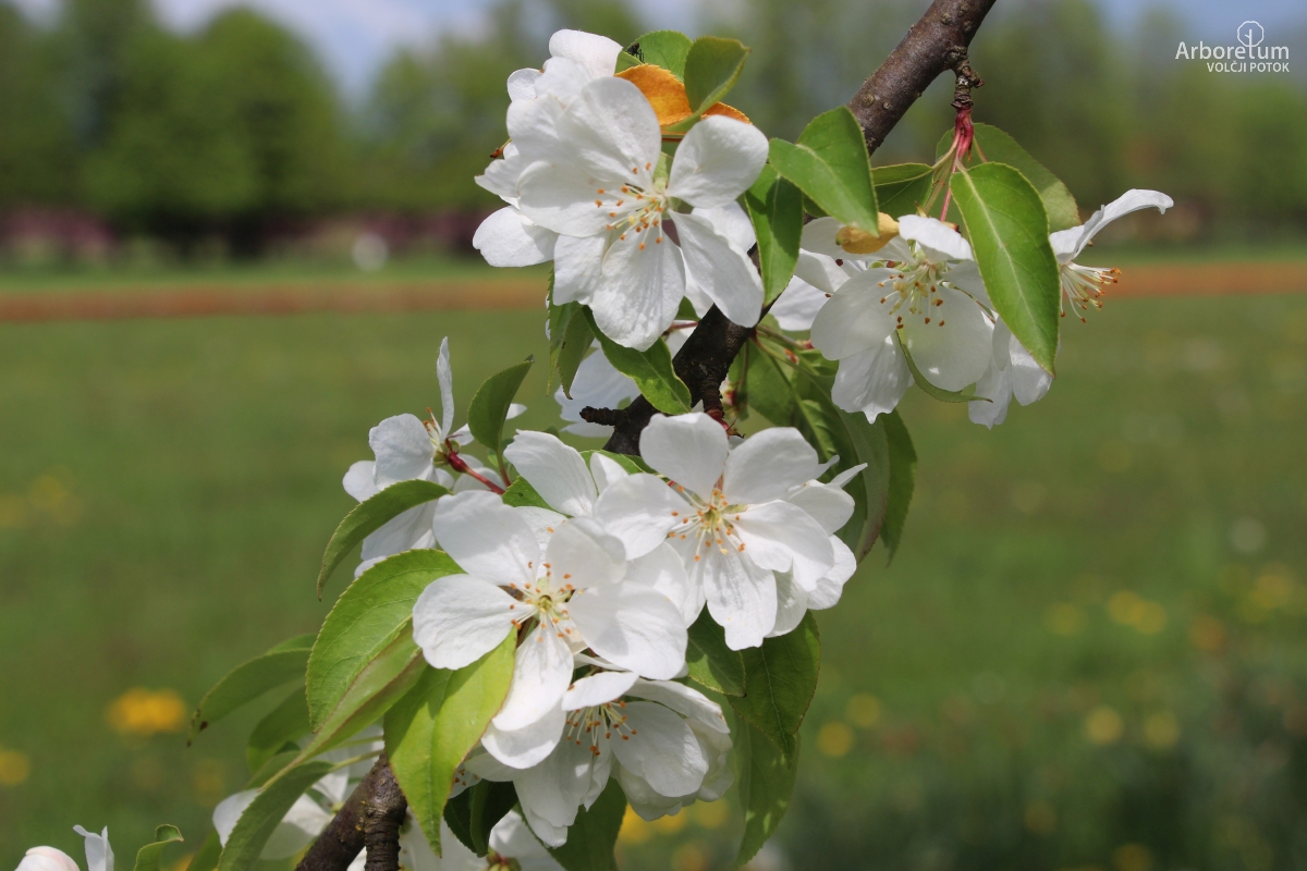 L-3-70_Malus baccata ‘Street Parade’_c10