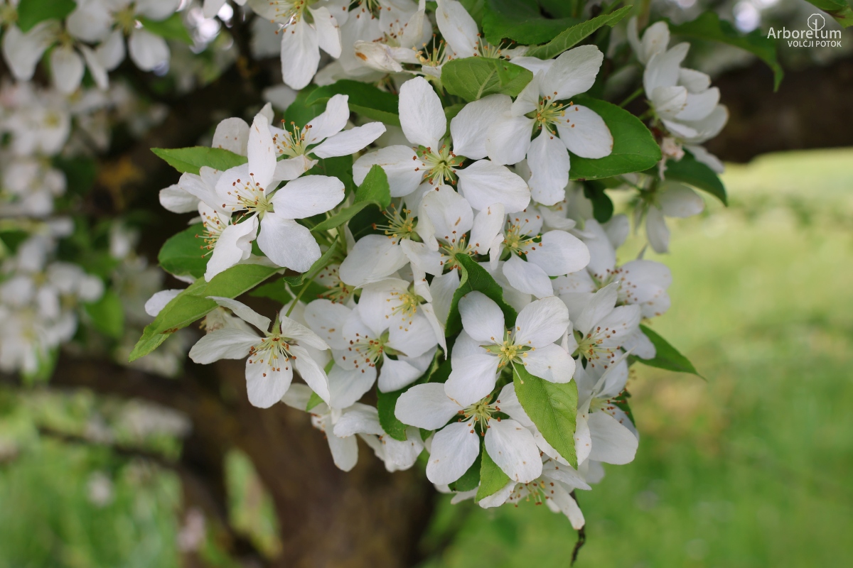 L-3-89_Malus ‘Winter Gold’_c