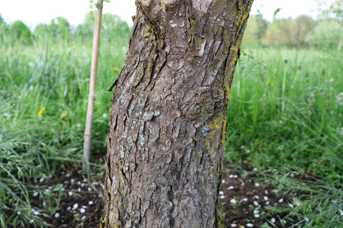 L-3-89_Malus ‘Winter Gold’_d