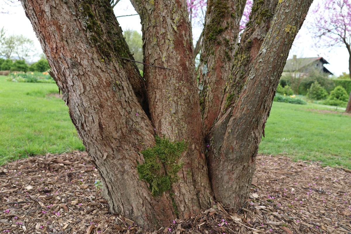 L-6-116_Cercis-canadensis_d