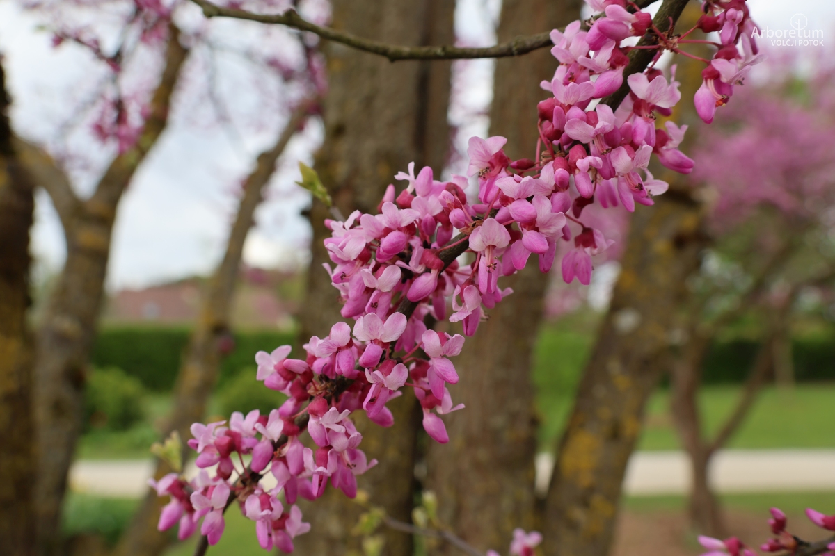 L-6-118_Cercis-canadensis_c