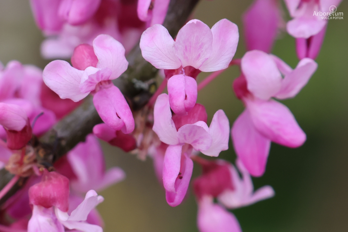 L-6-118_Cercis-canadensis_c2