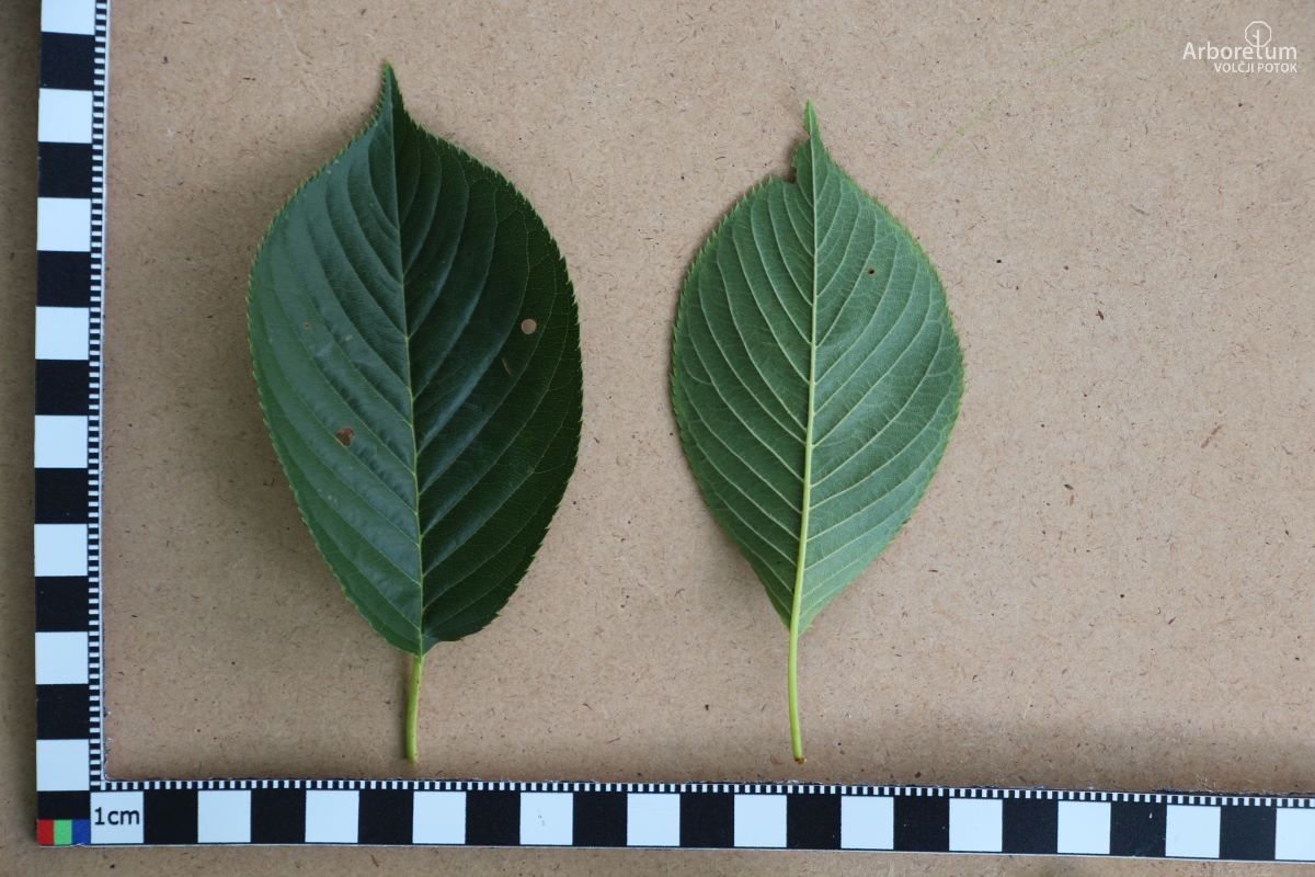 L-7-67_Prunus × yedoensis_l25