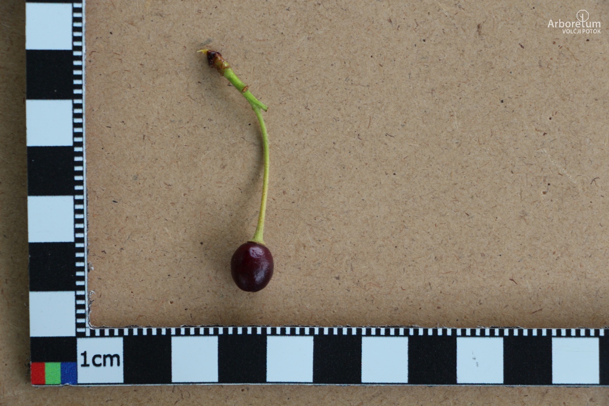 L-7-67_Prunus × yedoensis_p25