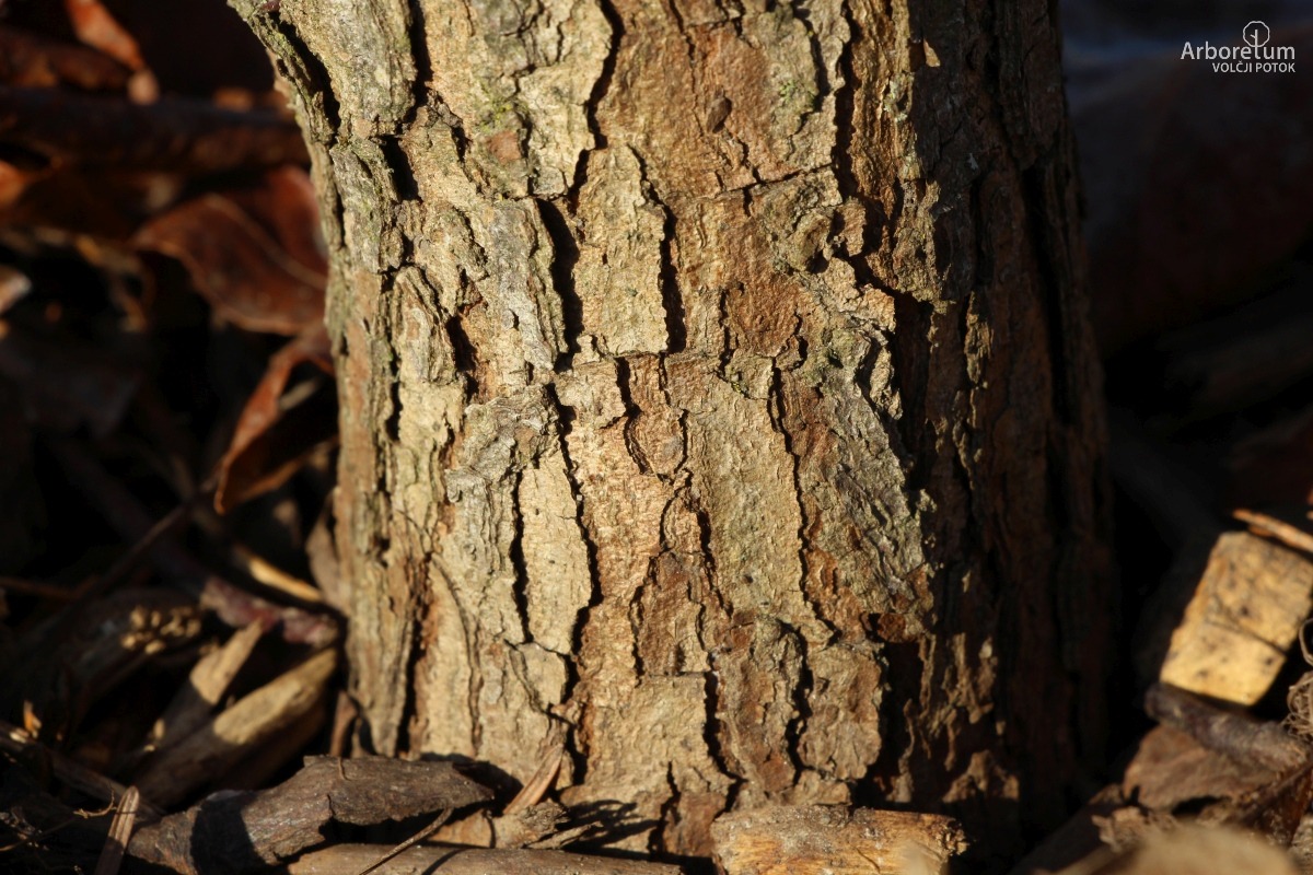 N-1-15_Cornus florida_d5