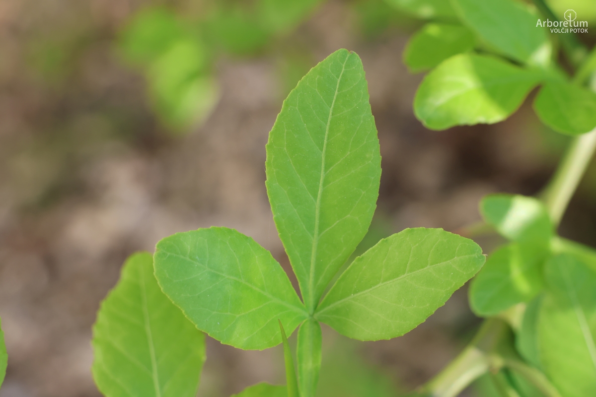 C-4-86_Poncirus trifoliata_l2