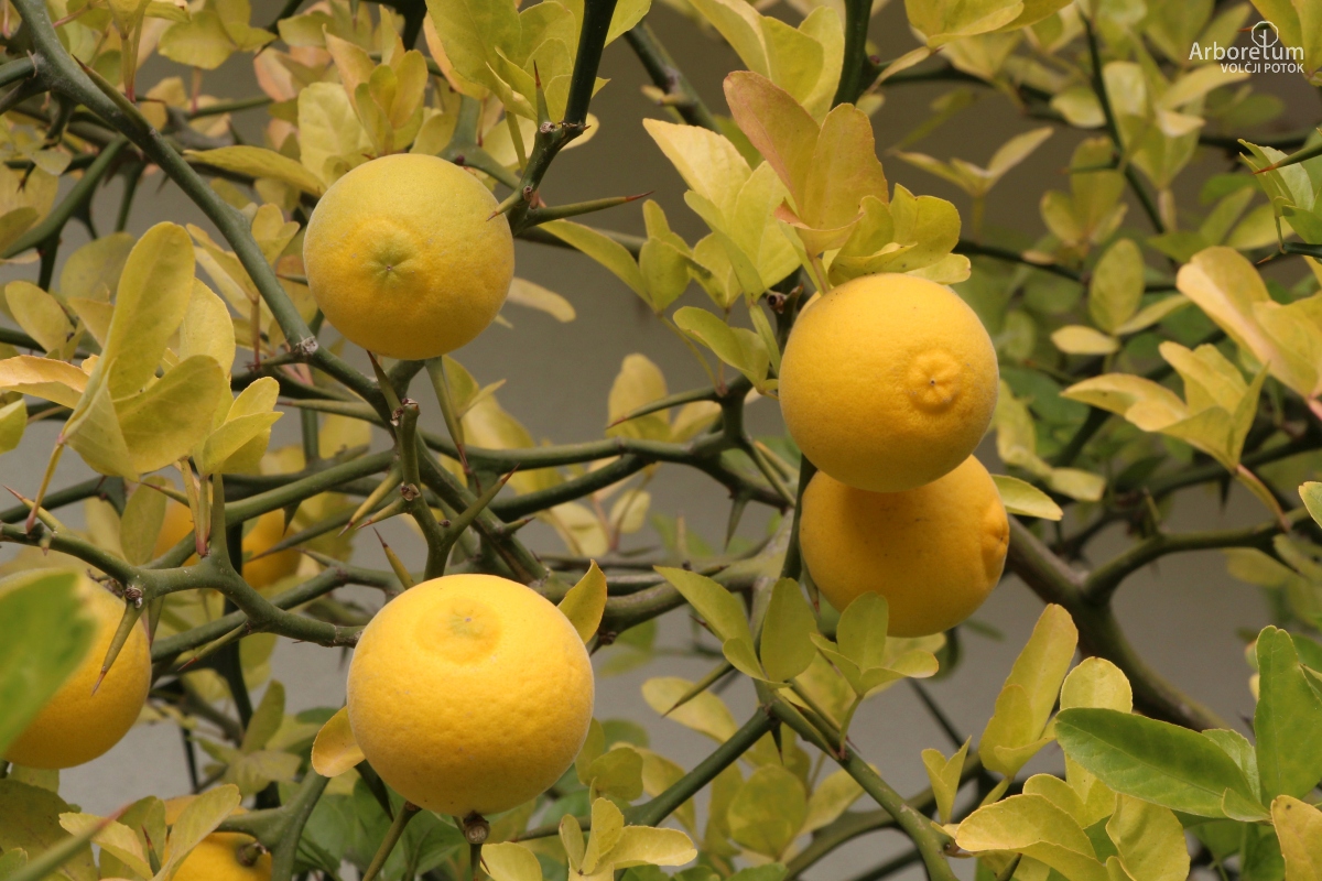 C-4-86_Poncirus trifoliata_p4