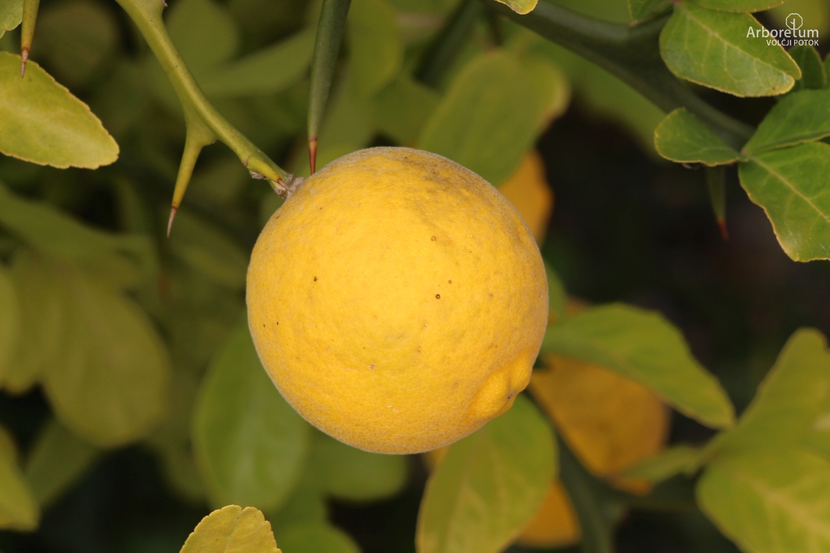 C-4-86_Poncirus trifoliata_p5