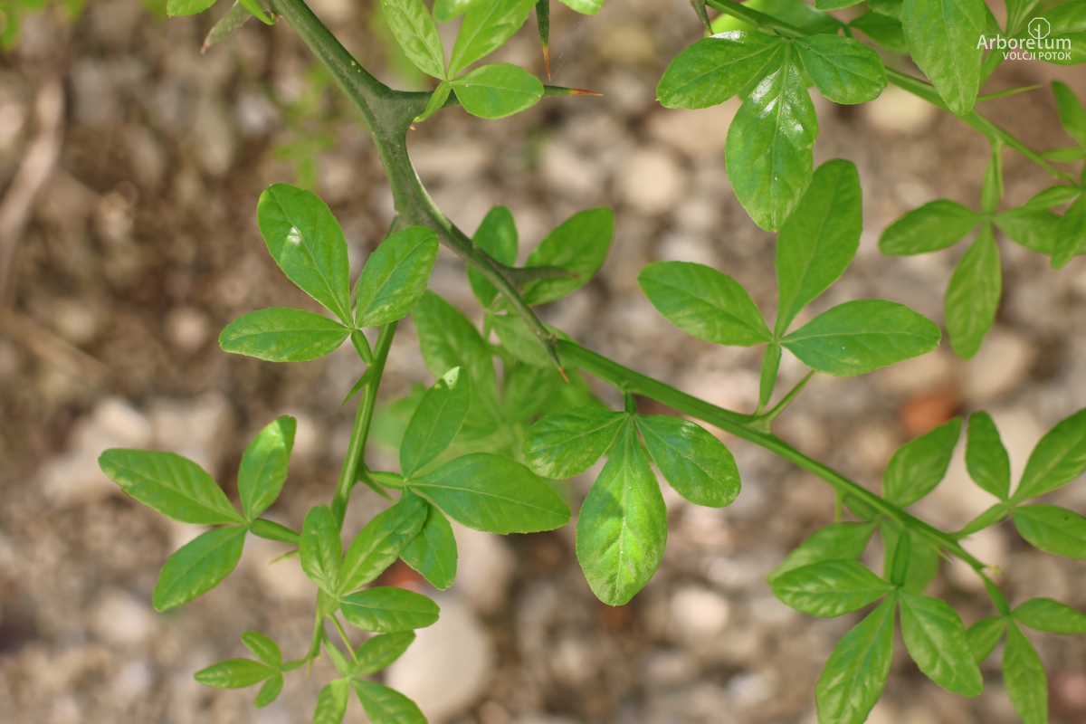 C-4-86_Poncirus trifoliata_v5