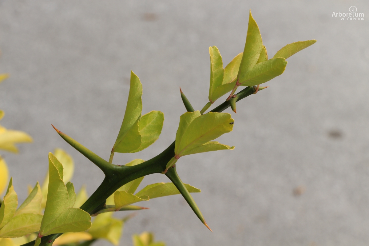 C-4-86_Poncirus trifoliata_v8