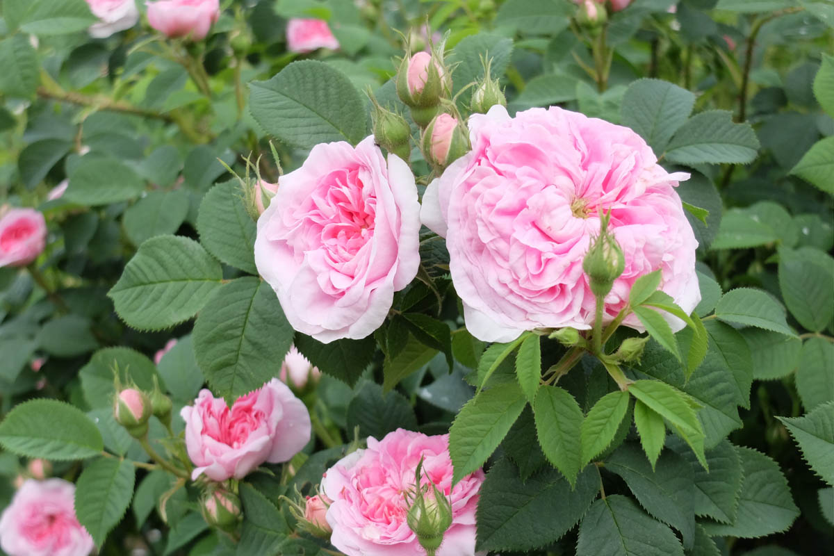 Čar in kaprice zgodovinskih vrtnic