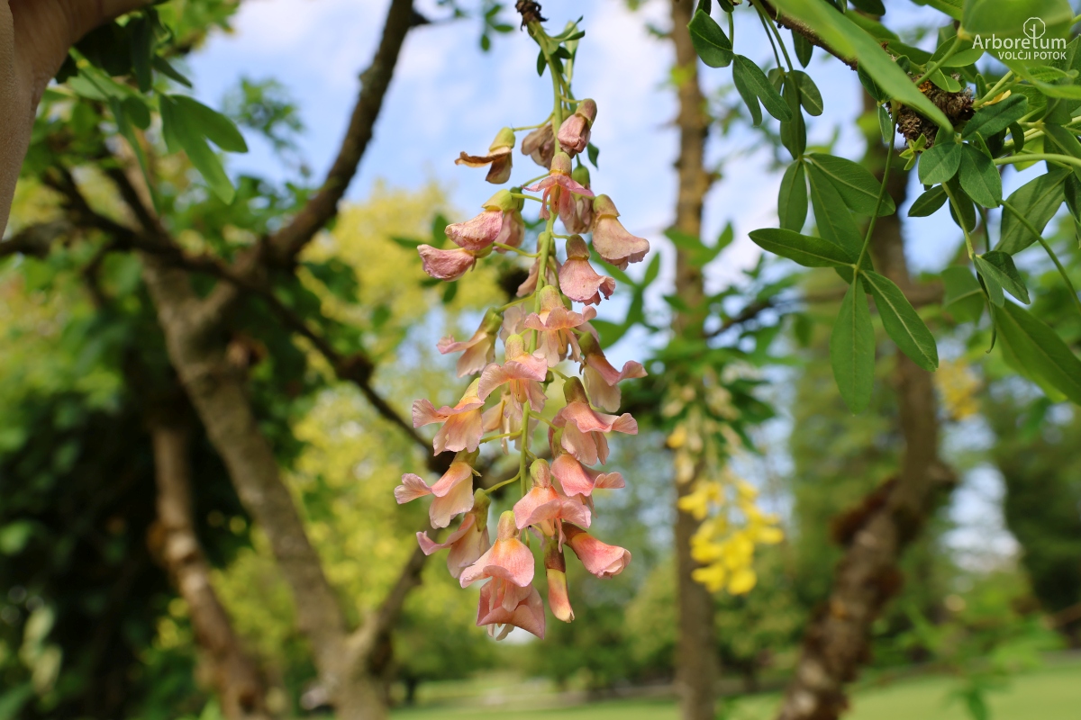 L-1-157_× Laburnocytisus adamii_c