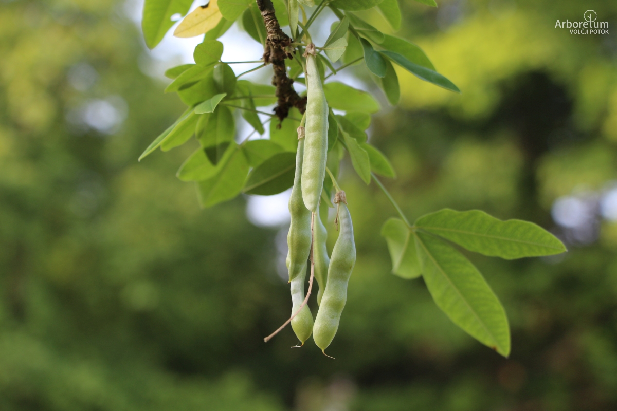 L-1-157_× Laburnocytisus adamii_p5