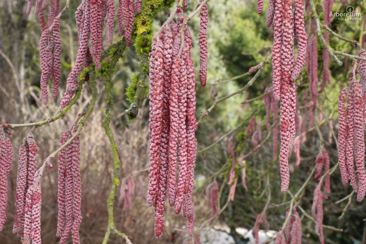 A-1-109_Corylus colurna ‘Te Terra Red’_p8