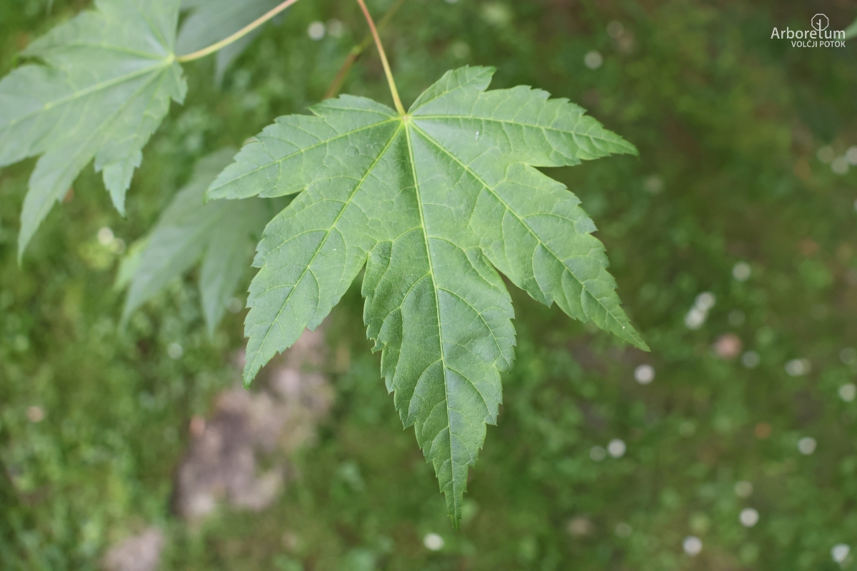 A-5-5_Acer caudatum_l