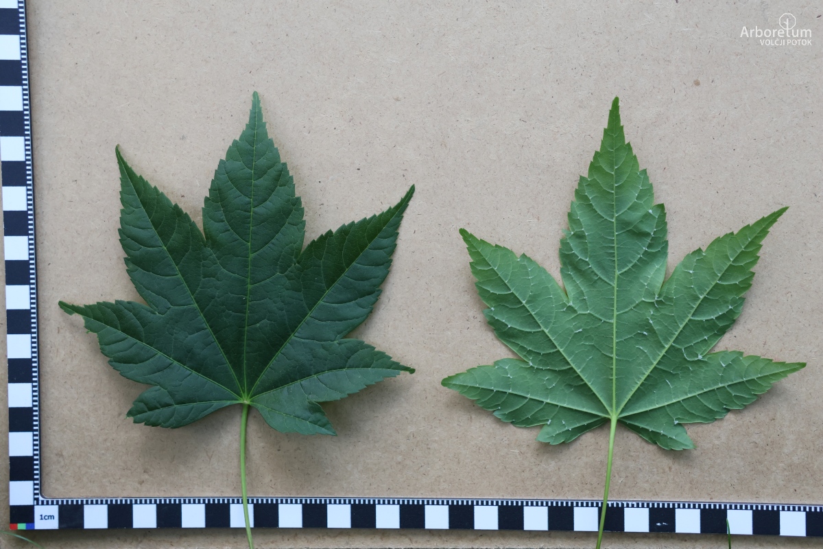 A-5-5_Acer caudatum_l5