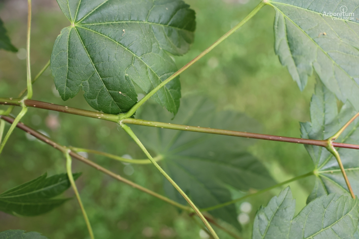 A-5-5_Acer caudatum_v