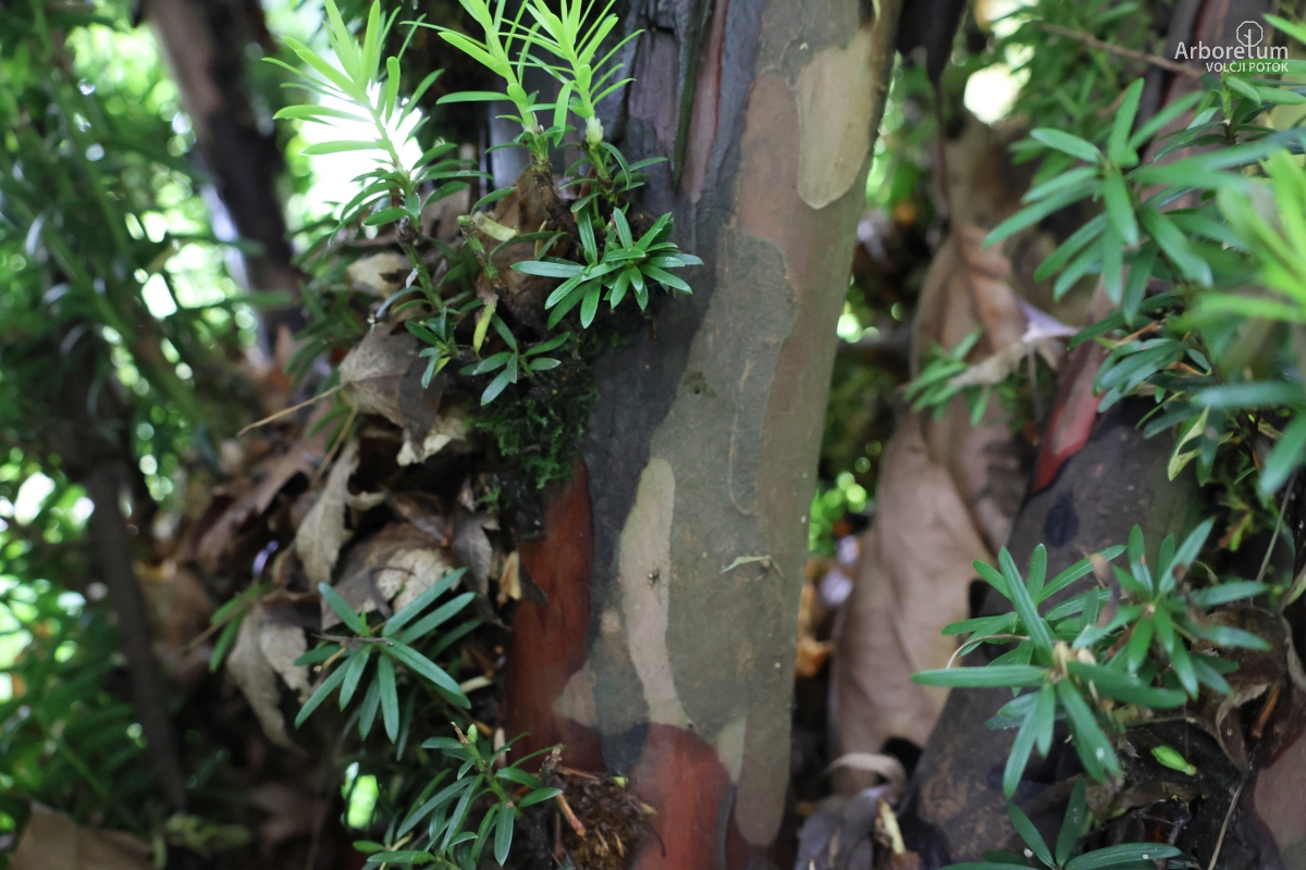 B-1-107_Taxus baccata ‘Fastigiata’_d