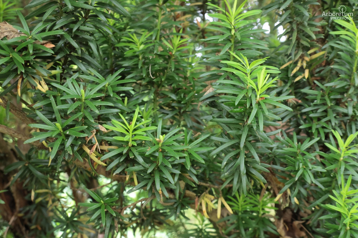B-1-107_Taxus baccata ‘Fastigiata’_v2