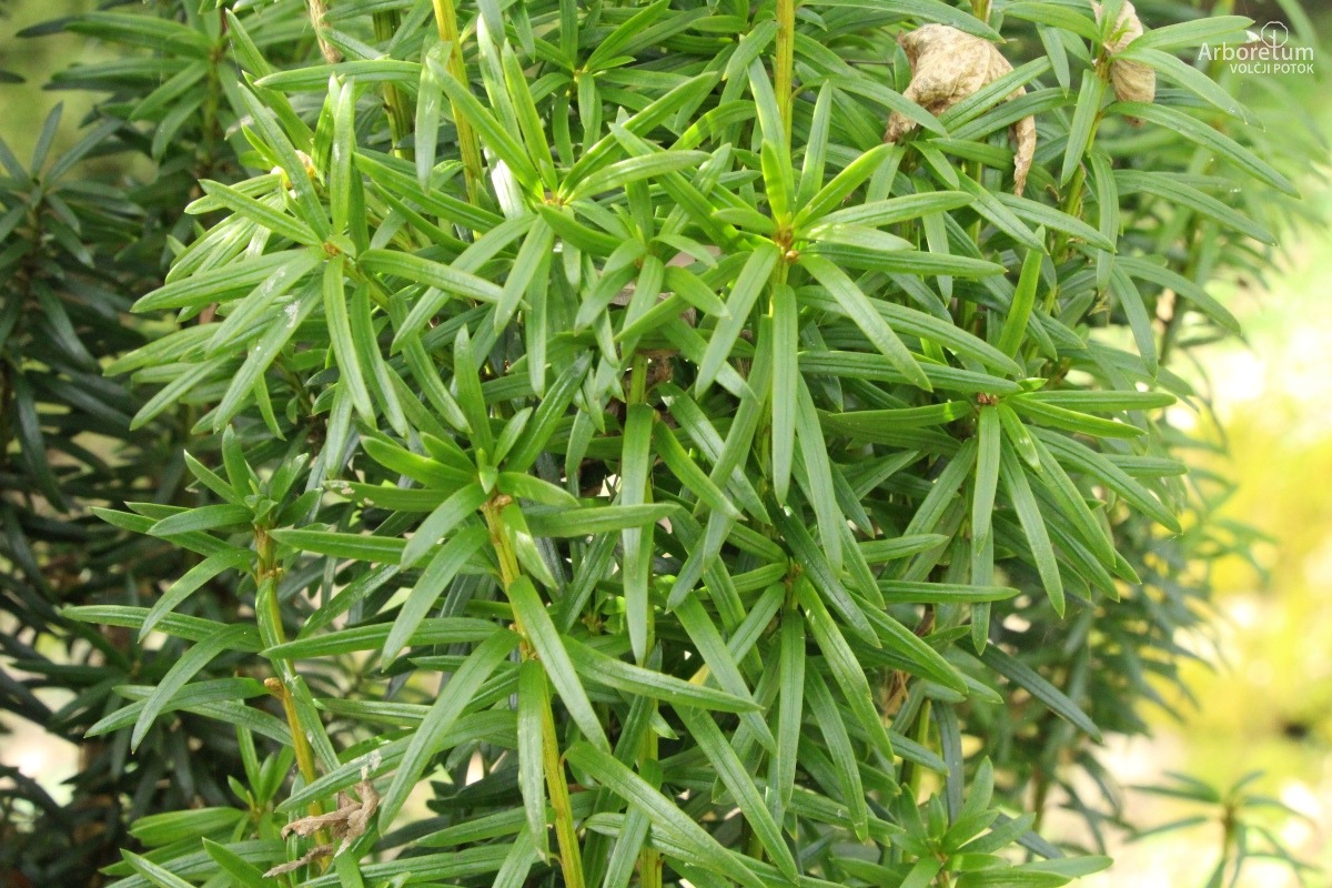 B-1-107_Taxus baccata ‘Fastigiata’_v3