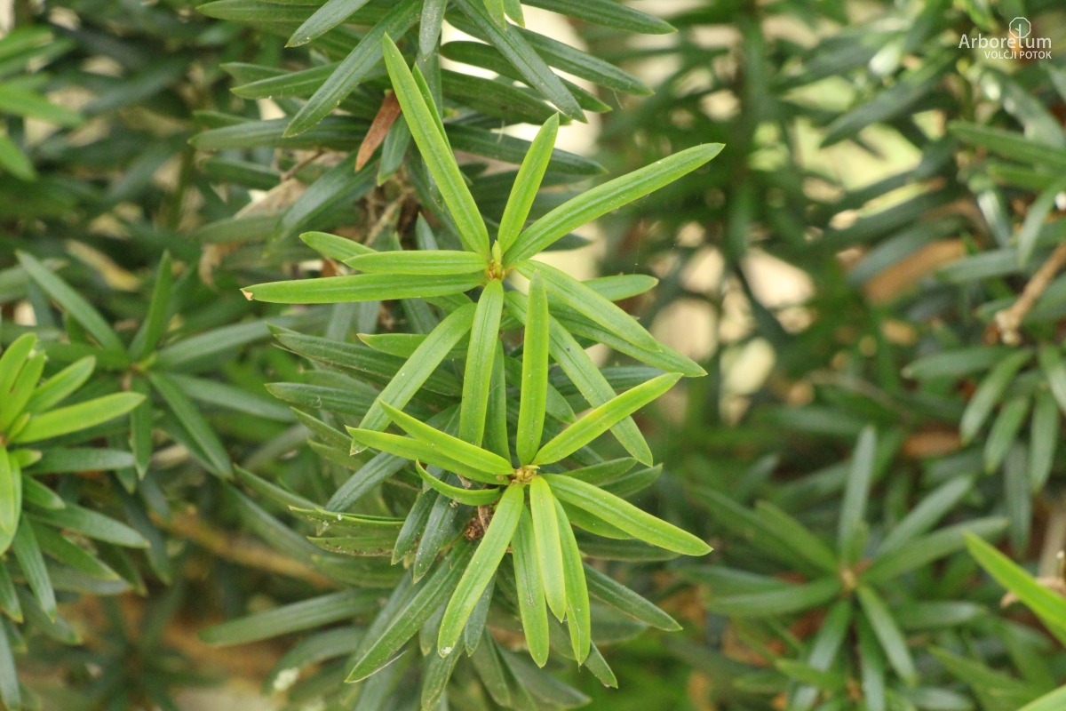 B-1-107_Taxus baccata ‘Fastigiata’_v4