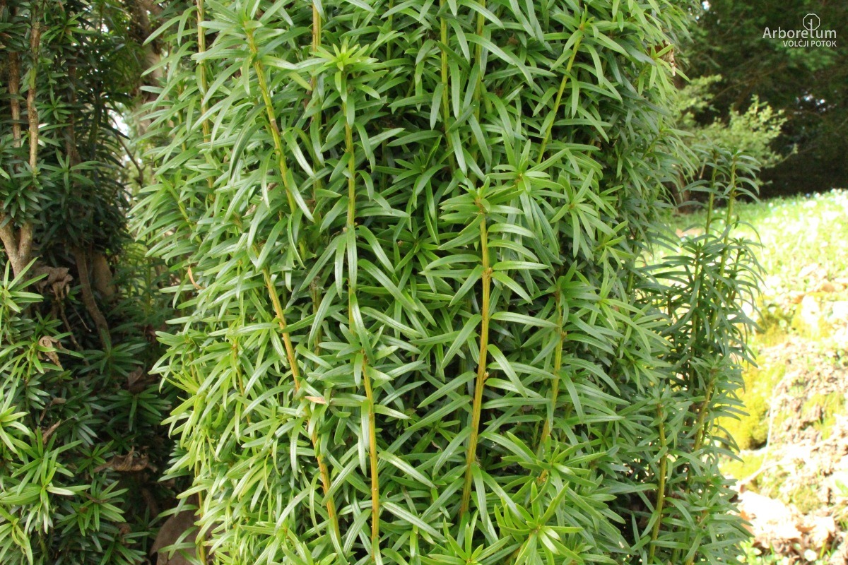 B-1-107_Taxus baccata ‘Fastigiata’_v6