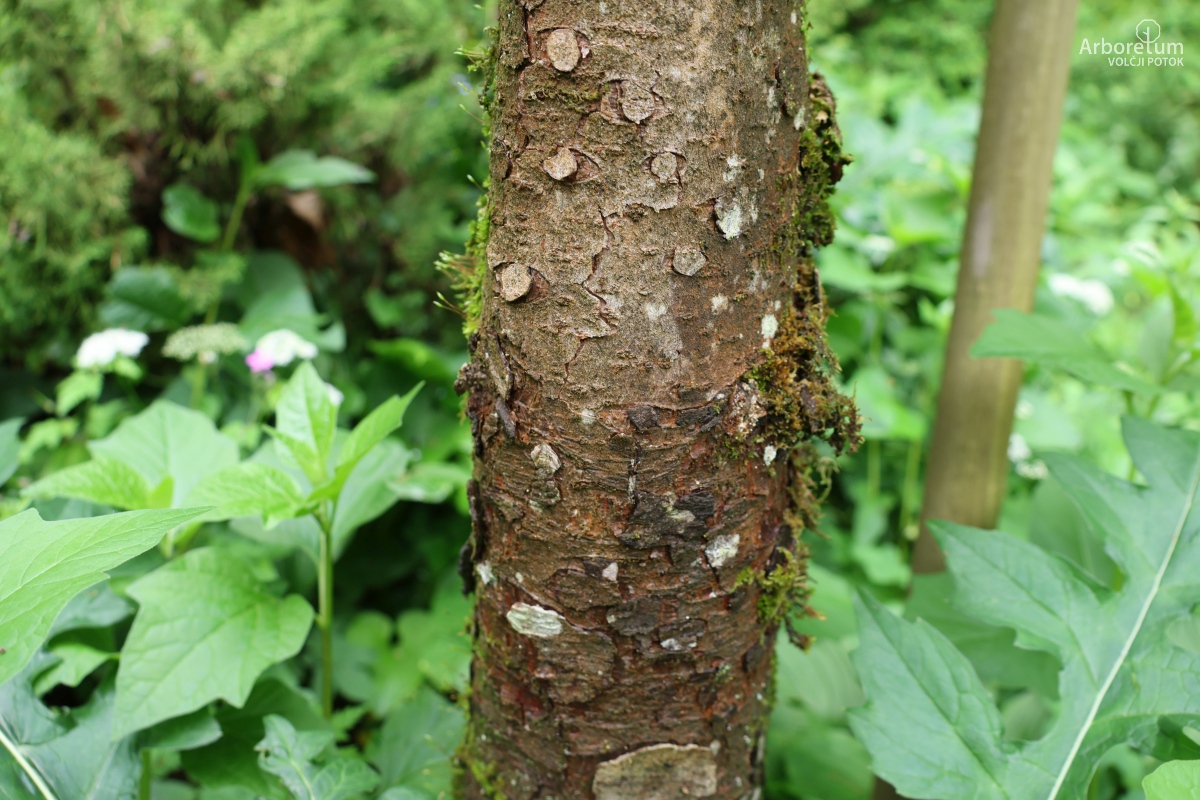 B-1-132_Pinus mugo ‘Columnaris’_d