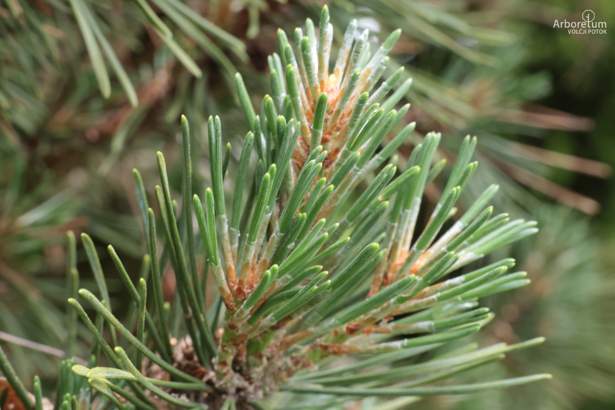 B-1-132_Pinus mugo ‘Columnaris’_v2