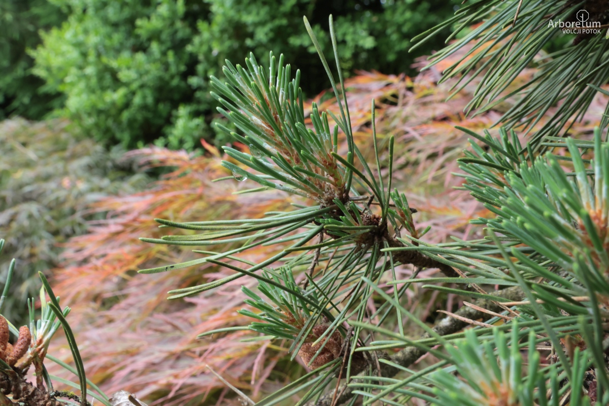 B-1-132_Pinus mugo ‘Columnaris’_v3