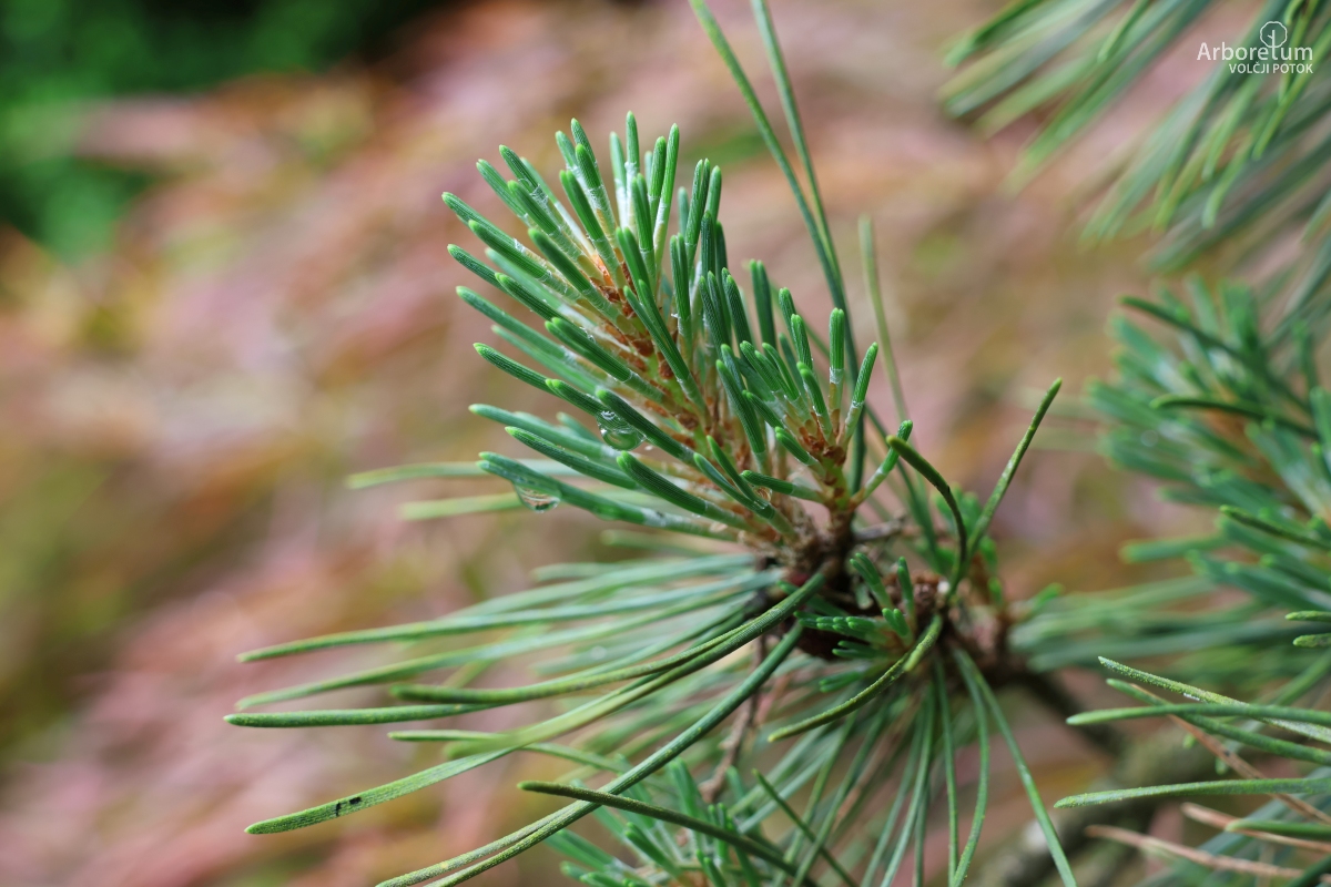 B-1-132_Pinus mugo ‘Columnaris’_v4