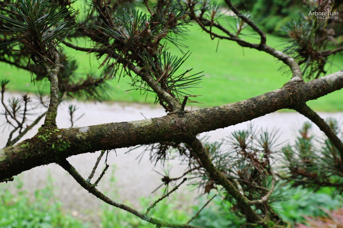 B-1-132_Pinus mugo ‘Columnaris’_v5