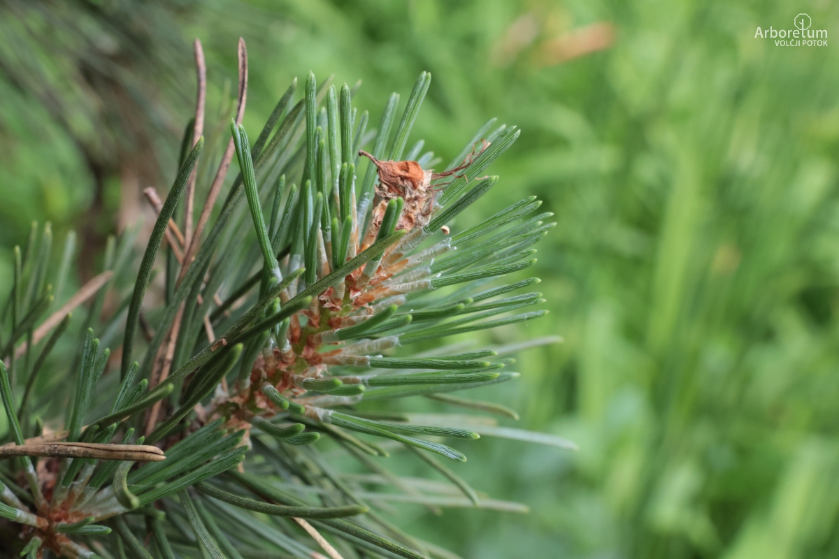 B-1-132_Pinus mugo ‘Columnaris’_v7