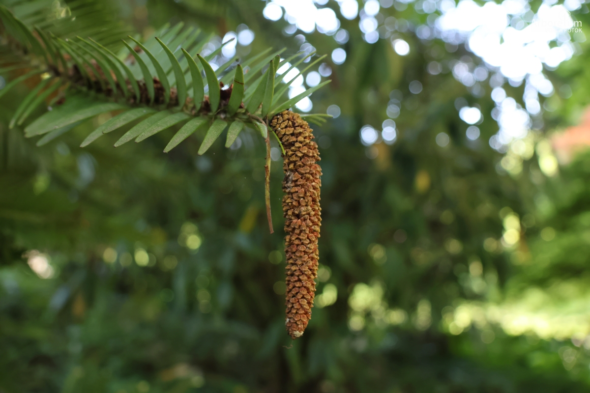 B-1-154_Wollemia nobilis_p