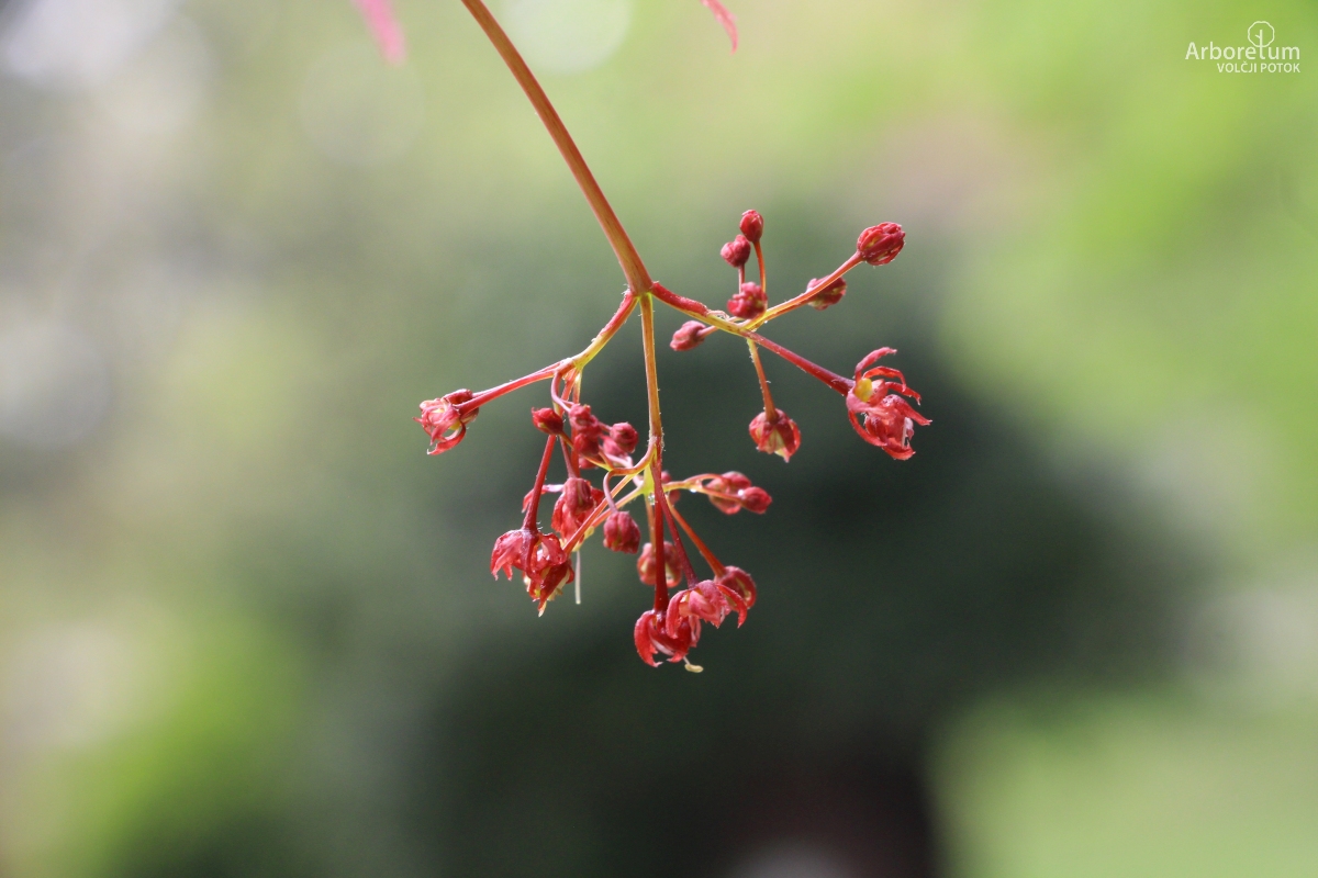 B-1-95_Acer palmatum ‘Dissectum Ornatum’_c7