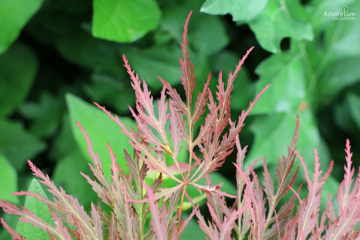 B-1-95_Acer palmatum ‘Dissectum Ornatum’_l