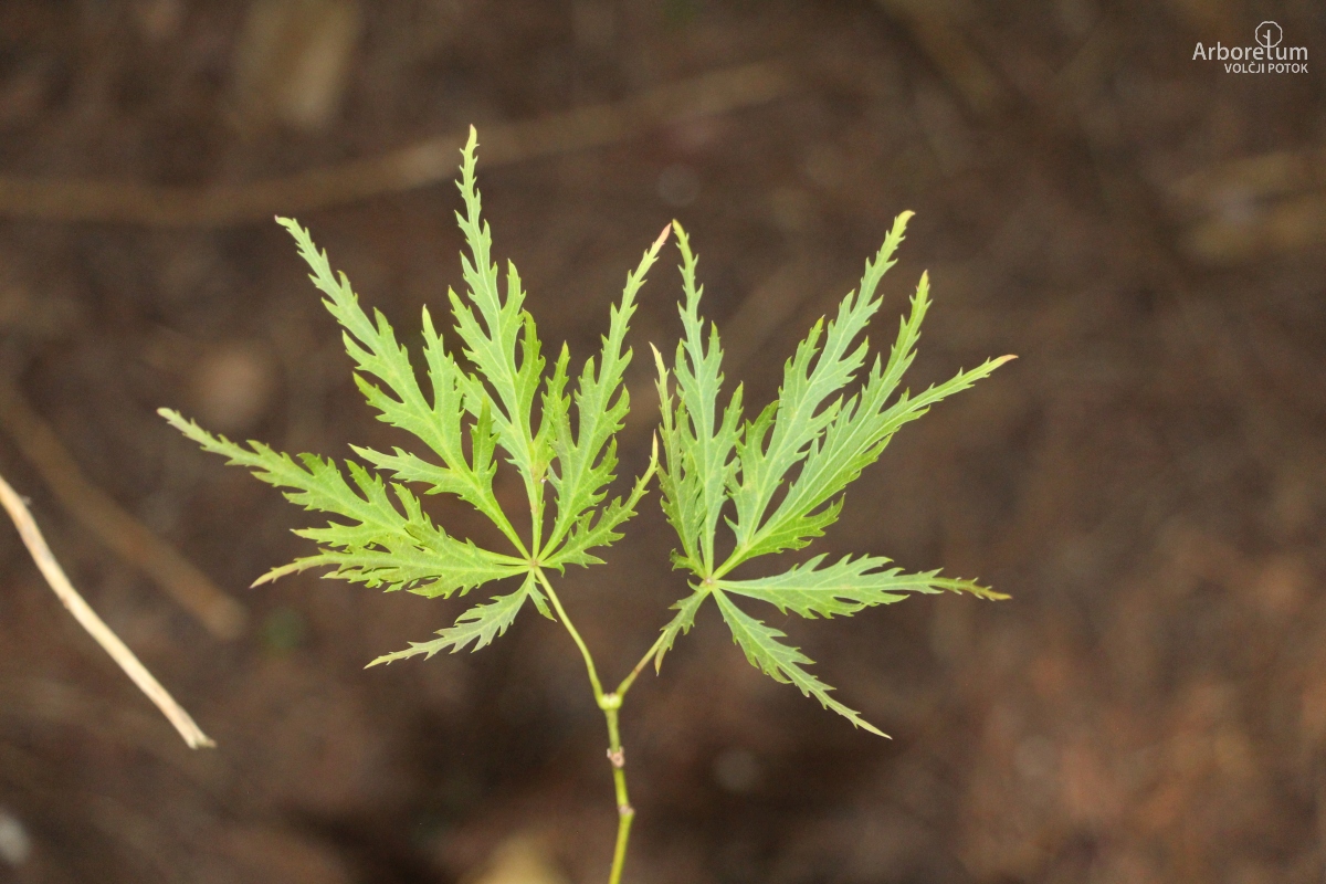 B-1-95_Acer palmatum ‘Dissectum Ornatum’_l10